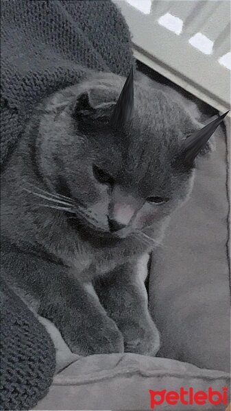 Scottish Fold, Kedi  yuki fotoğrafı