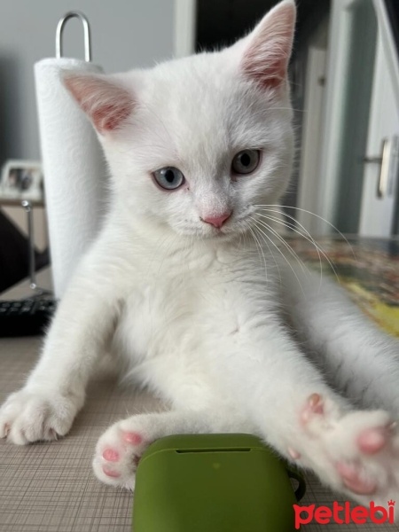 Scottish Fold, Kedi  Köpük fotoğrafı