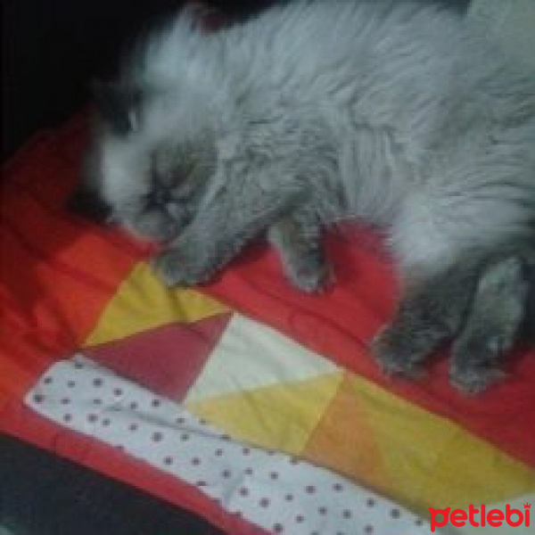 İran Kedisi (Persian), Kedi  KAÇMARİK fotoğrafı