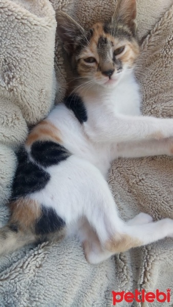 Tekir Kedi, Kedi  Turşu fotoğrafı