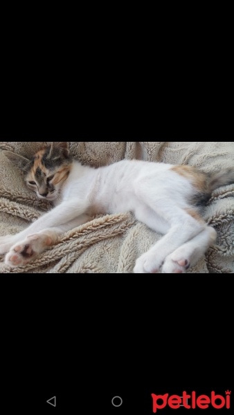 Tekir Kedi, Kedi  Turşu fotoğrafı