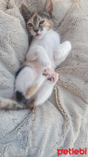 Tekir Kedi, Kedi  Turşu fotoğrafı