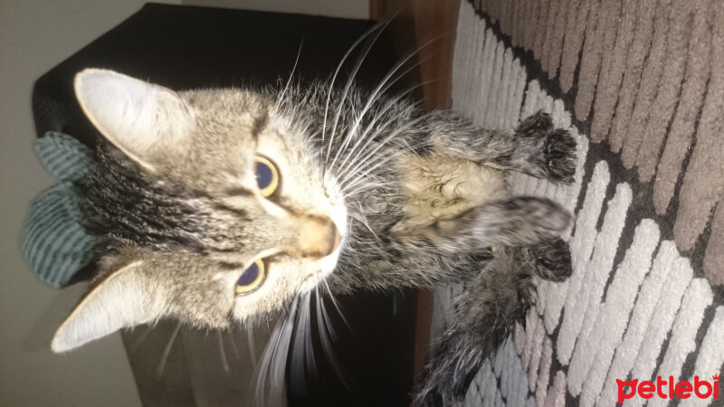 Tekir Kedi, Kedi  Leo fotoğrafı