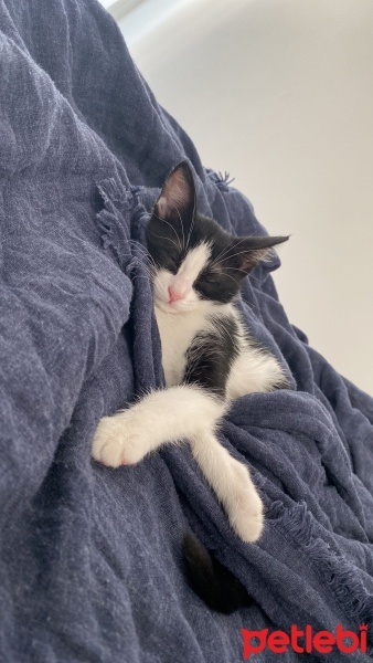 Tekir Kedi, Kedi  şans fotoğrafı