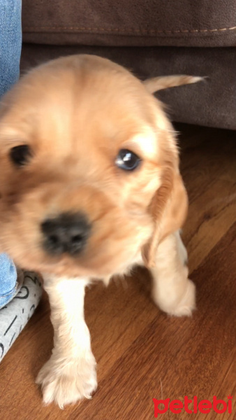 Amerikan Cocker Spaniel, Köpek  Bulut fotoğrafı