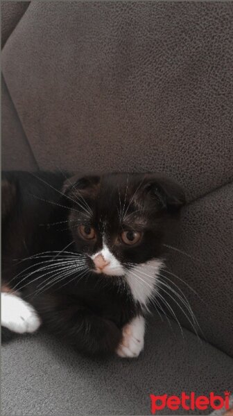 Scottish Fold, Kedi  LİNDA fotoğrafı