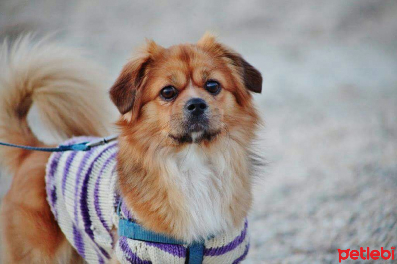 Pekingese, Köpek  Pasha fotoğrafı