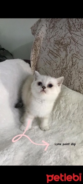 British Longhair, Kedi  Prenses fotoğrafı