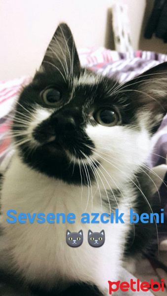Tekir Kedi, Kedi  Fıstık  fotoğrafı
