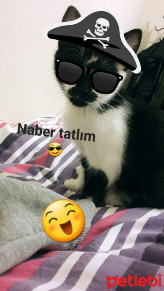 Tekir Kedi, Kedi  Fıstık  fotoğrafı