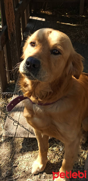 Golden Retriever, Köpek  Guinness fotoğrafı