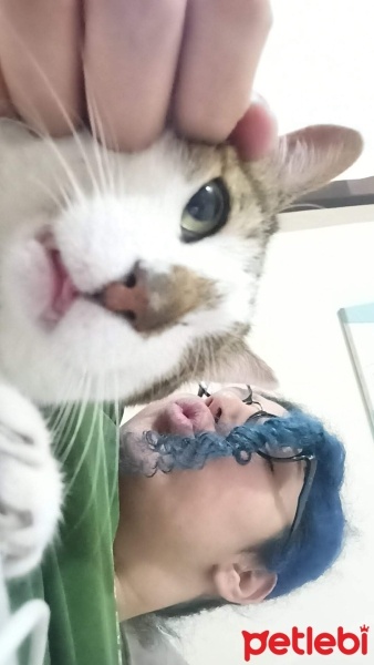 Tekir Kedi, Kedi  Korsan fotoğrafı