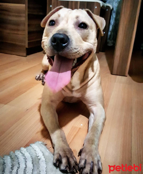 Amerikan Pitbull Terrier, Köpek  Diya  fotoğrafı