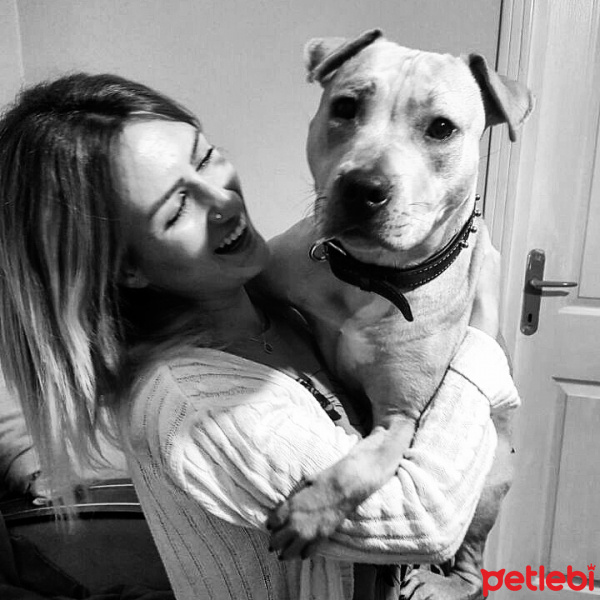 Amerikan Pitbull Terrier, Köpek  Diya  fotoğrafı