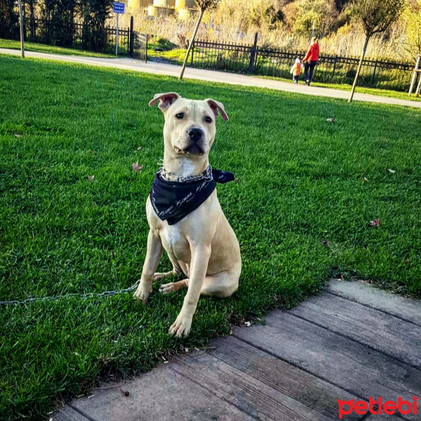 Amerikan Pitbull Terrier, Köpek  Diya  fotoğrafı