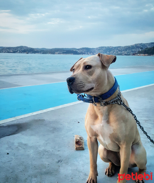 Amerikan Pitbull Terrier, Köpek  Diya  fotoğrafı