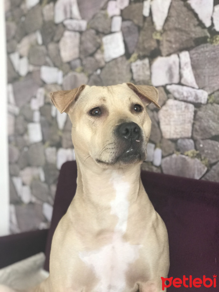 Amerikan Pitbull Terrier, Köpek  Diya  fotoğrafı