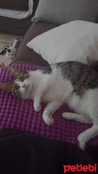 Tekir Kedi, Kedi  Şeker fotoğrafı