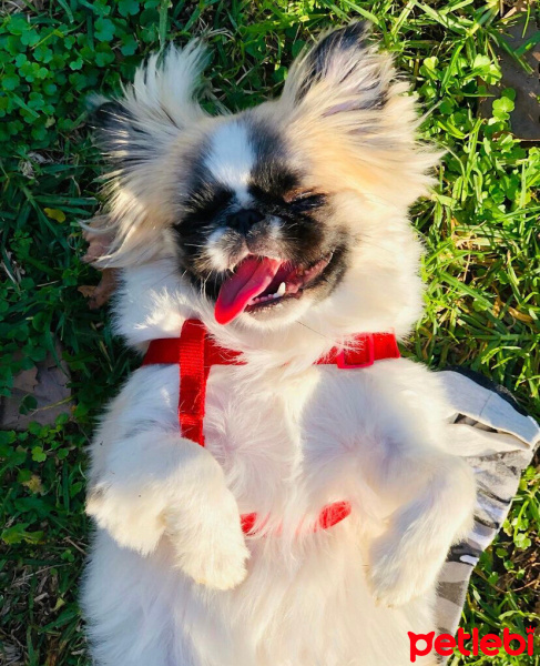 Pekingese, Köpek  Latte fotoğrafı