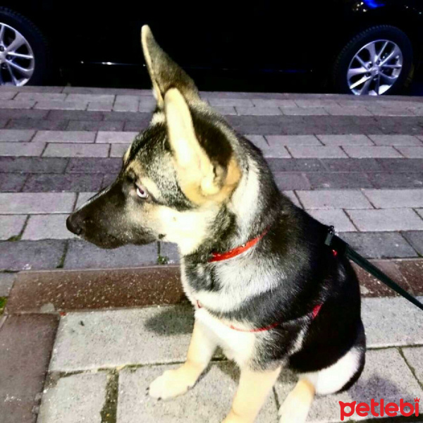 Alman Çoban Köpeği, Köpek  Shivas fotoğrafı