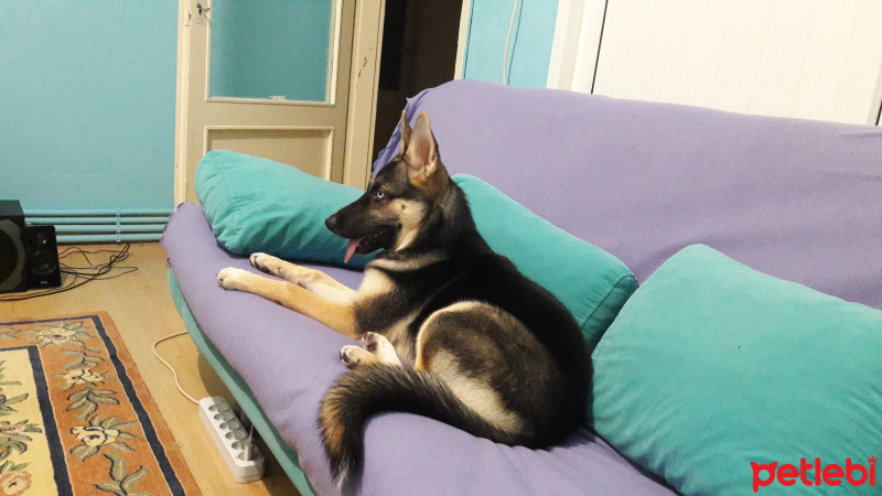 Alman Çoban Köpeği, Köpek  Shivas fotoğrafı
