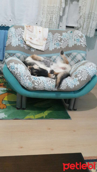 Alman Çoban Köpeği, Köpek  Shivas fotoğrafı