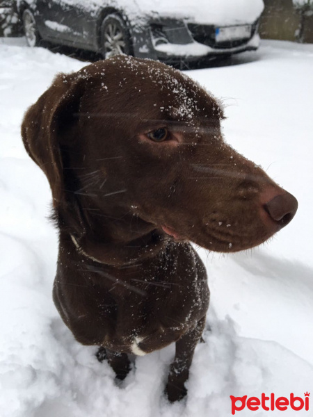 Labrador Retriever, Köpek  Patis fotoğrafı