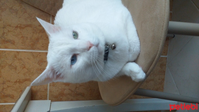 Van Kedisi, Kedi  Bulut fotoğrafı
