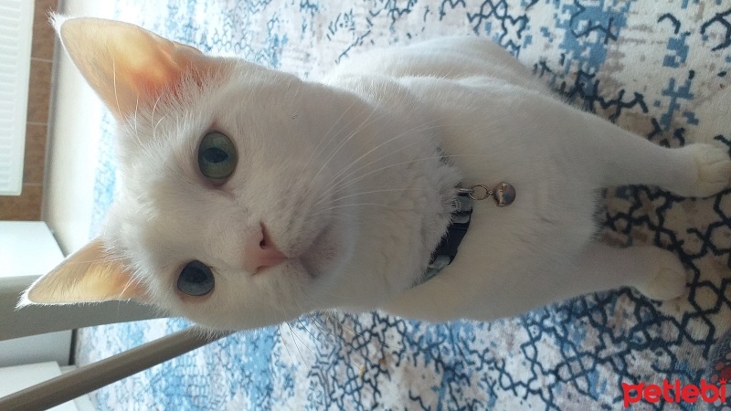 Van Kedisi, Kedi  Bulut fotoğrafı