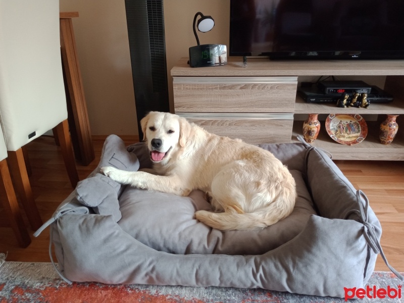 Golden Retriever, Köpek  Bulut fotoğrafı