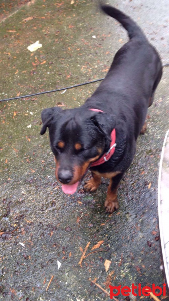 Rottweiler, Köpek  Sultan  fotoğrafı