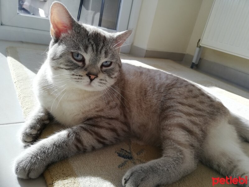 British Shorthair, Kedi  Şila fotoğrafı