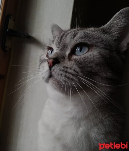 British Shorthair, Kedi  Şila fotoğrafı