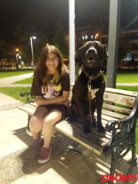 Cane Corso Italiano, Köpek  Pablo fotoğrafı