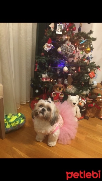 Shih Tzu, Köpek  Noel fotoğrafı