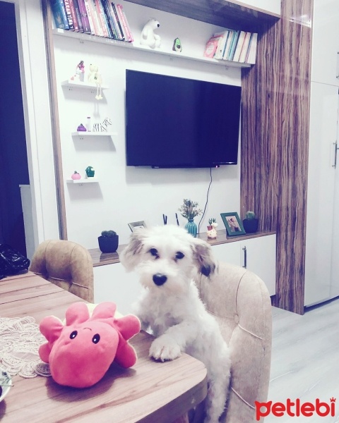 Maltese, Köpek  şımarık fotoğrafı