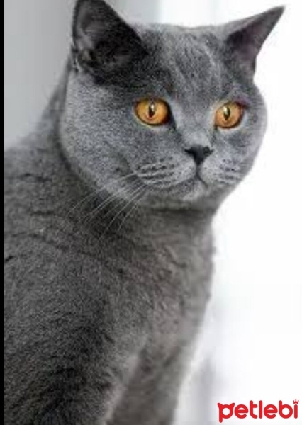 British Longhair, Kedi  Duman fotoğrafı