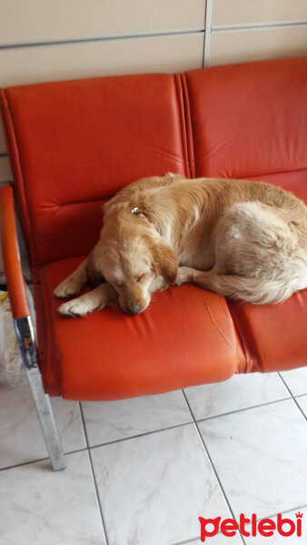 Golden Retriever, Köpek  BADEM fotoğrafı