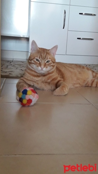 Sarman, Kedi  Karya fotoğrafı