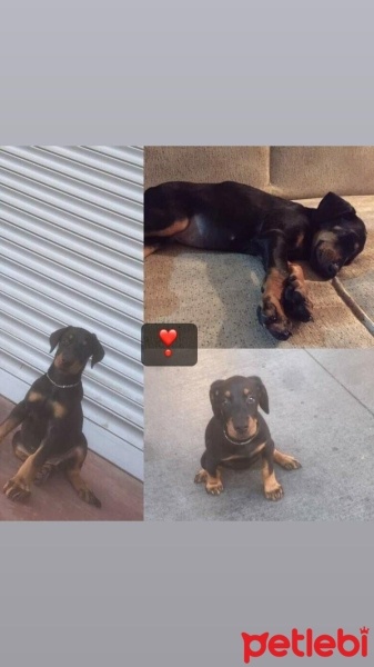 Doberman Pinscher, Köpek  Hera fotoğrafı