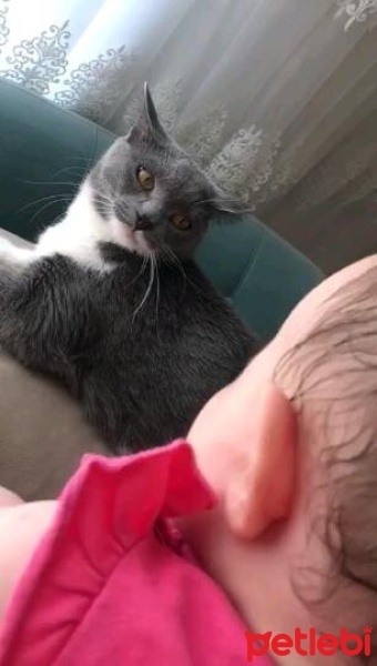 Tekir Kedi, Kedi  Venüs fotoğrafı