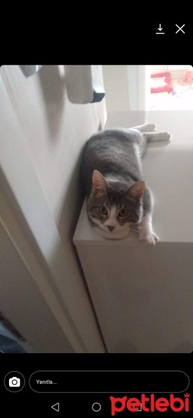 Tekir Kedi, Kedi  Şanslı fotoğrafı