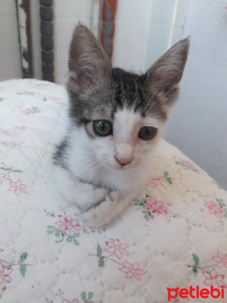 Tekir Kedi, Kedi  Boncuk fotoğrafı