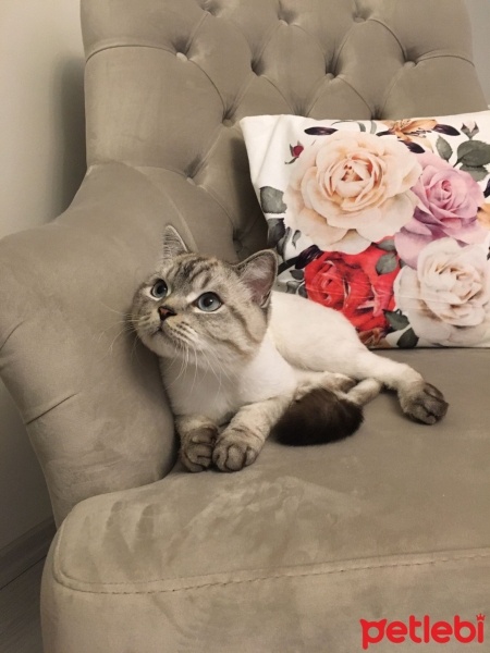 British Shorthair, Kedi  Ateş fotoğrafı