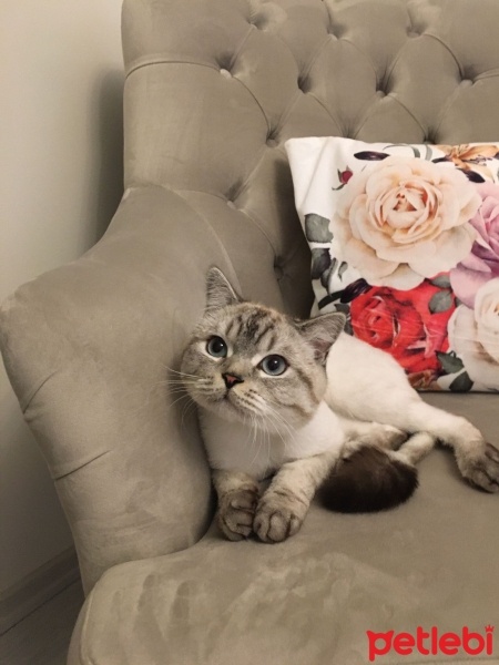 British Shorthair, Kedi  Ateş fotoğrafı