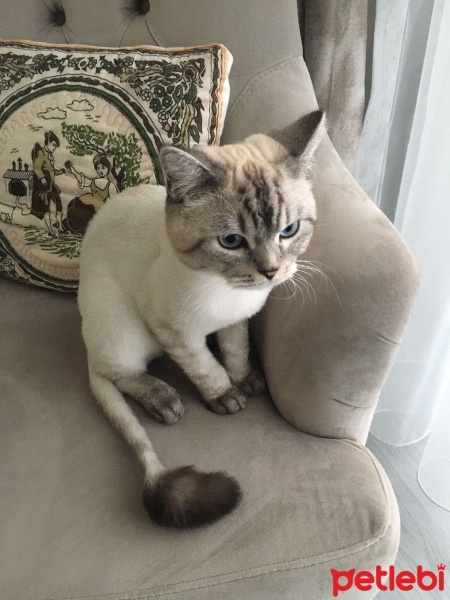 British Shorthair, Kedi  Ateş fotoğrafı
