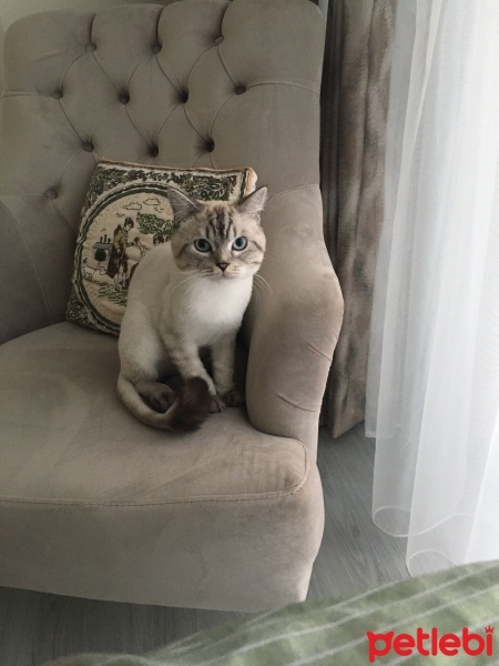 British Shorthair, Kedi  Ateş fotoğrafı