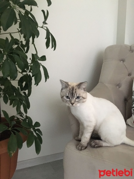 British Shorthair, Kedi  Ateş fotoğrafı