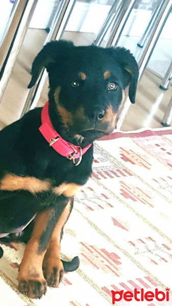Rottweiler, Köpek  Rasha fotoğrafı