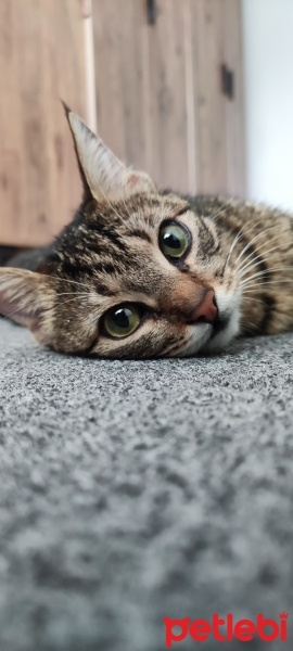 Tekir Kedi, Kedi  Boncuk fotoğrafı
